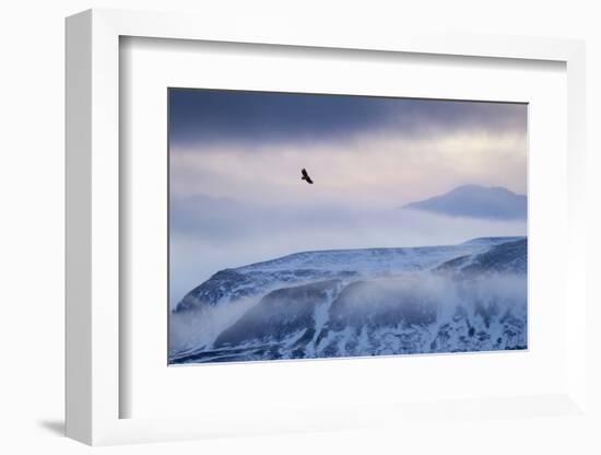 White-Tailed Eagle (Haliaeetus Albicilla) in Flight over Mountain Landscape at Dusk-Ben Hall-Framed Photographic Print