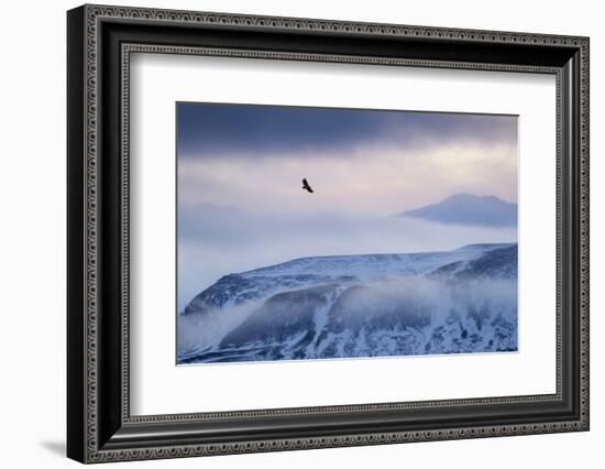 White-Tailed Eagle (Haliaeetus Albicilla) in Flight over Mountain Landscape at Dusk-Ben Hall-Framed Photographic Print