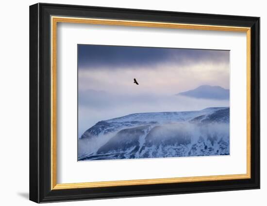 White-Tailed Eagle (Haliaeetus Albicilla) in Flight over Mountain Landscape at Dusk-Ben Hall-Framed Photographic Print