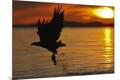 Photographic Print