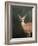 White Tailed Fawn Portrait-Jai Johnson-Framed Giclee Print