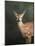 White Tailed Fawn Portrait-Jai Johnson-Mounted Giclee Print