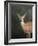 White Tailed Fawn Portrait-Jai Johnson-Framed Giclee Print