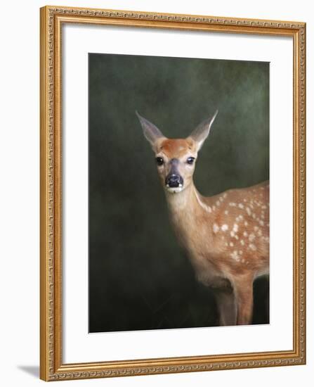 White Tailed Fawn Portrait-Jai Johnson-Framed Giclee Print