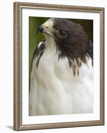 White-Tailed Hawk, Anton El Valle, Panama-William Sutton-Framed Photographic Print