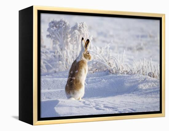 White-Tailed Jackrabbit-Shlomo Waldmann-Framed Premier Image Canvas