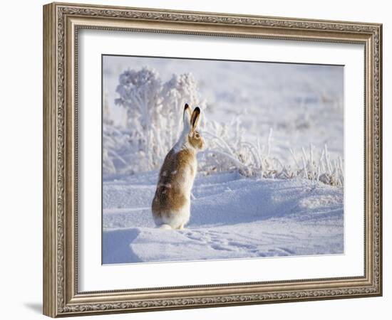 White-Tailed Jackrabbit-Shlomo Waldmann-Framed Photographic Print