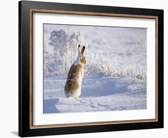 White-Tailed Jackrabbit-Shlomo Waldmann-Framed Photographic Print