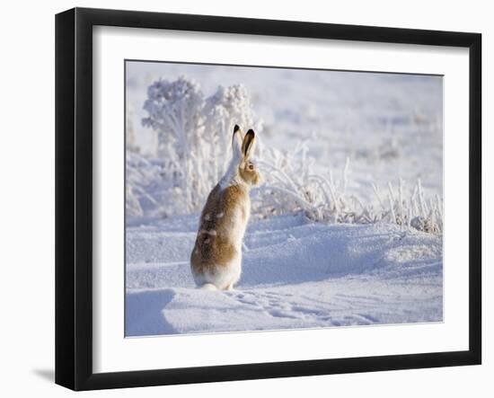 White-Tailed Jackrabbit-Shlomo Waldmann-Framed Photographic Print