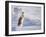 White-Tailed Jackrabbit-Shlomo Waldmann-Framed Photographic Print