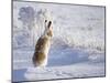 White-Tailed Jackrabbit-Shlomo Waldmann-Mounted Photographic Print