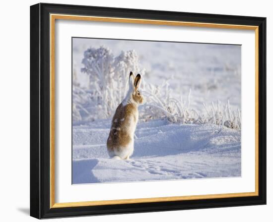 White-Tailed Jackrabbit-Shlomo Waldmann-Framed Photographic Print