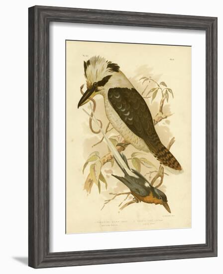 White-Tailed Kingfisher, 1891-Gracius Broinowski-Framed Giclee Print