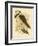 White-Tailed Kingfisher, 1891-Gracius Broinowski-Framed Giclee Print