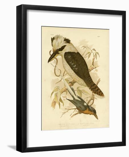 White-Tailed Kingfisher, 1891-Gracius Broinowski-Framed Giclee Print