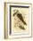 White-Tailed Kingfisher, 1891-Gracius Broinowski-Framed Giclee Print