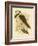 White-Tailed Kingfisher, 1891-Gracius Broinowski-Framed Giclee Print