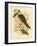 White-Tailed Kingfisher, 1891-Gracius Broinowski-Framed Giclee Print