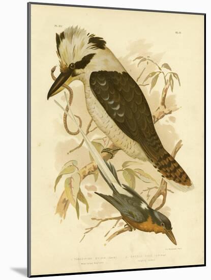 White-Tailed Kingfisher, 1891-Gracius Broinowski-Mounted Giclee Print