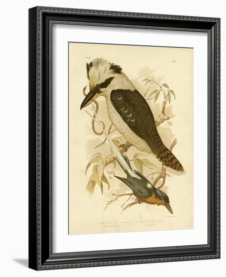 White-Tailed Kingfisher, 1891-Gracius Broinowski-Framed Giclee Print