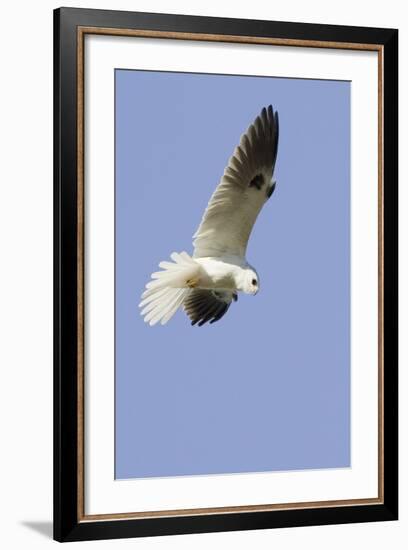 White-Tailed Kite Hunting-Hal Beral-Framed Photographic Print