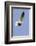 White-Tailed Kite Hunting-Hal Beral-Framed Photographic Print