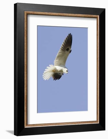 White-Tailed Kite Hunting-Hal Beral-Framed Photographic Print