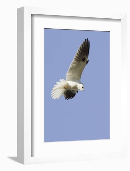 White-Tailed Kite Hunting-Hal Beral-Framed Photographic Print