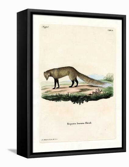 White-Tailed Mongoose-null-Framed Premier Image Canvas