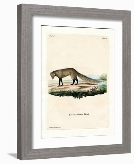 White-Tailed Mongoose-null-Framed Giclee Print