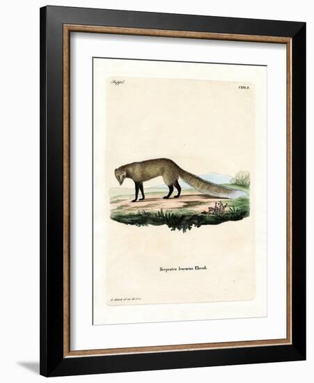 White-Tailed Mongoose-null-Framed Giclee Print