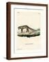 White-Tailed Mongoose-null-Framed Giclee Print