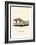 White-Tailed Mongoose-null-Framed Giclee Print