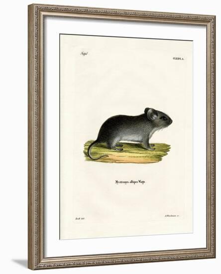 White-Tailed Mouse-null-Framed Giclee Print