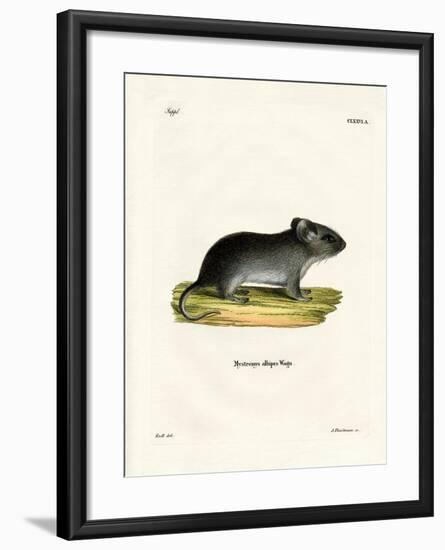 White-Tailed Mouse-null-Framed Giclee Print