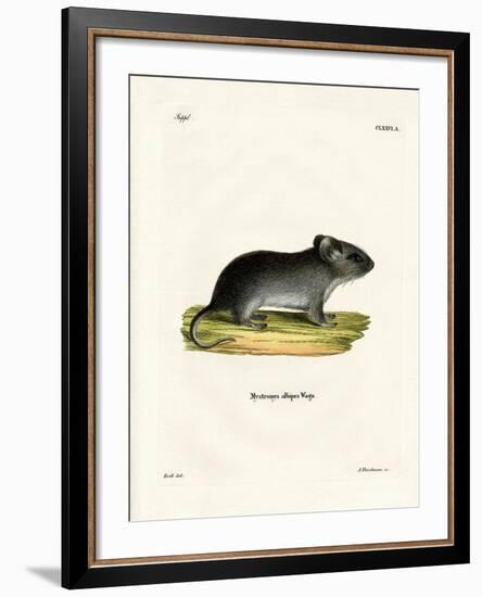 White-Tailed Mouse-null-Framed Giclee Print