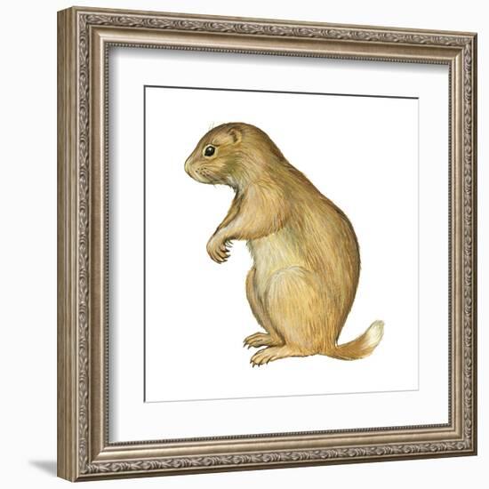 White-Tailed Prairie Dog (Cynomys Gunnisoni), Mammals-Encyclopaedia Britannica-Framed Art Print