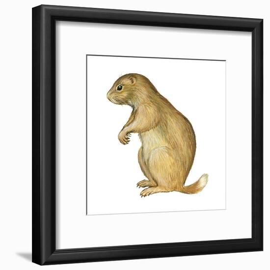 White-Tailed Prairie Dog (Cynomys Gunnisoni), Mammals-Encyclopaedia Britannica-Framed Art Print