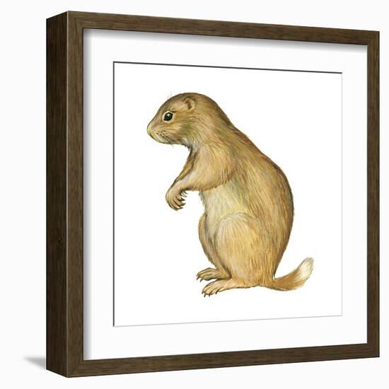 White-Tailed Prairie Dog (Cynomys Gunnisoni), Mammals-Encyclopaedia Britannica-Framed Art Print