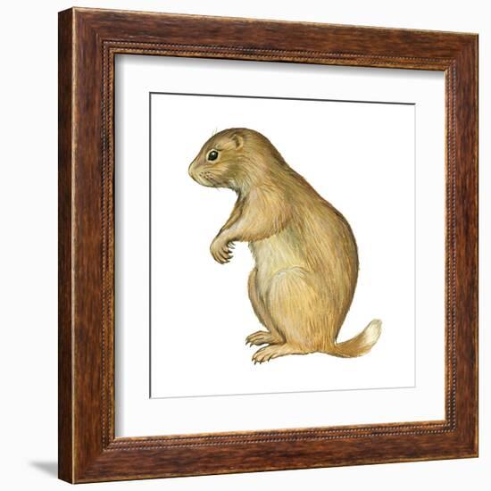 White-Tailed Prairie Dog (Cynomys Gunnisoni), Mammals-Encyclopaedia Britannica-Framed Art Print