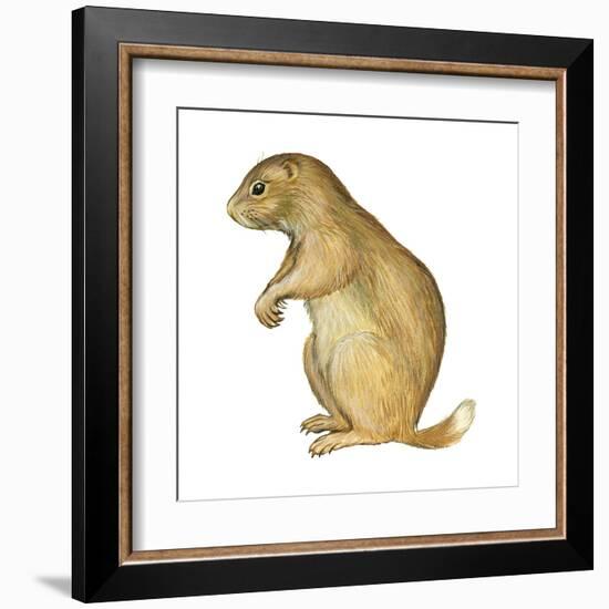 White-Tailed Prairie Dog (Cynomys Gunnisoni), Mammals-Encyclopaedia Britannica-Framed Art Print