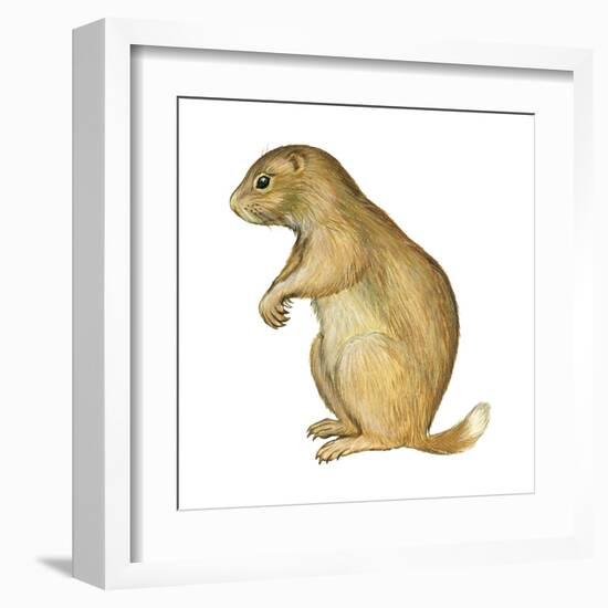 White-Tailed Prairie Dog (Cynomys Gunnisoni), Mammals-Encyclopaedia Britannica-Framed Art Print