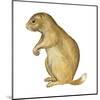 White-Tailed Prairie Dog (Cynomys Gunnisoni), Mammals-Encyclopaedia Britannica-Mounted Art Print