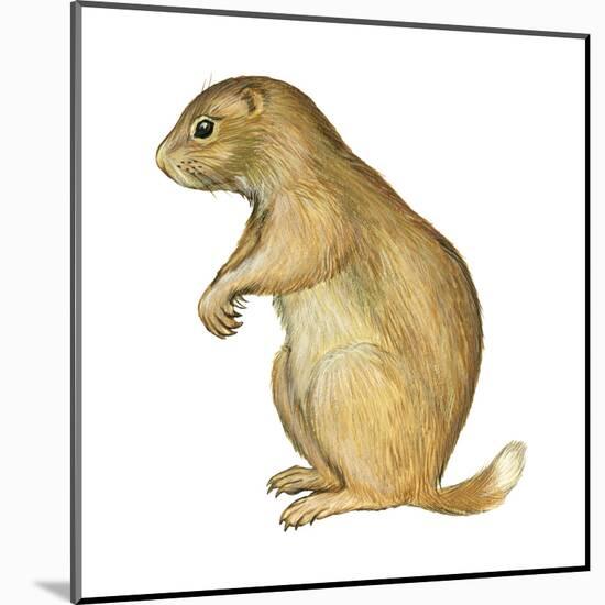 White-Tailed Prairie Dog (Cynomys Gunnisoni), Mammals-Encyclopaedia Britannica-Mounted Art Print