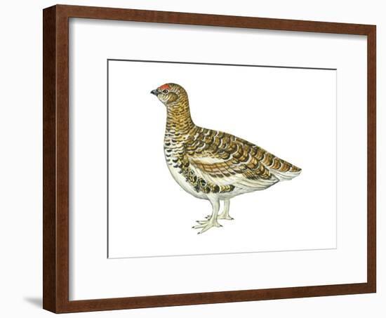 White-Tailed Ptarmigan (Lagopus Leucurus), Birds-Encyclopaedia Britannica-Framed Art Print