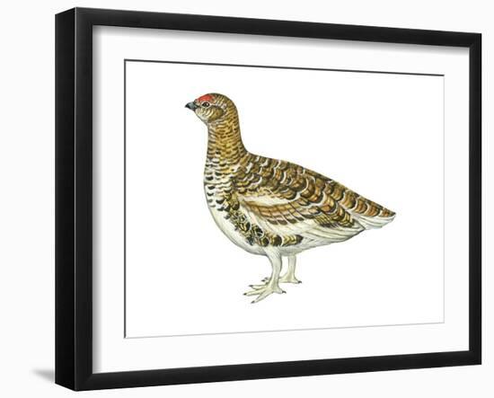 White-Tailed Ptarmigan (Lagopus Leucurus), Birds-Encyclopaedia Britannica-Framed Art Print