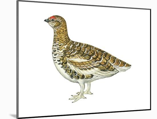 White-Tailed Ptarmigan (Lagopus Leucurus), Birds-Encyclopaedia Britannica-Mounted Art Print