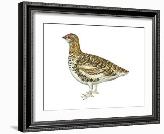 White-Tailed Ptarmigan (Lagopus Leucurus), Birds-Encyclopaedia Britannica-Framed Art Print