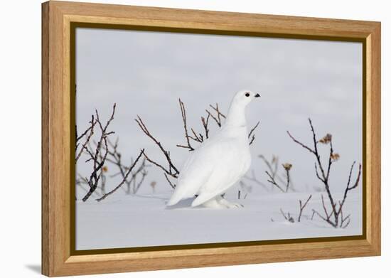 White-Tailed Ptarmigan Male in Snow-null-Framed Premier Image Canvas