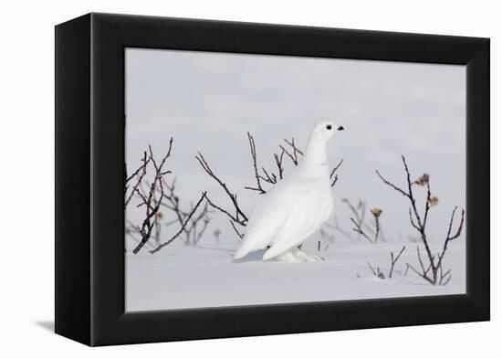 White-Tailed Ptarmigan Male in Snow-null-Framed Premier Image Canvas